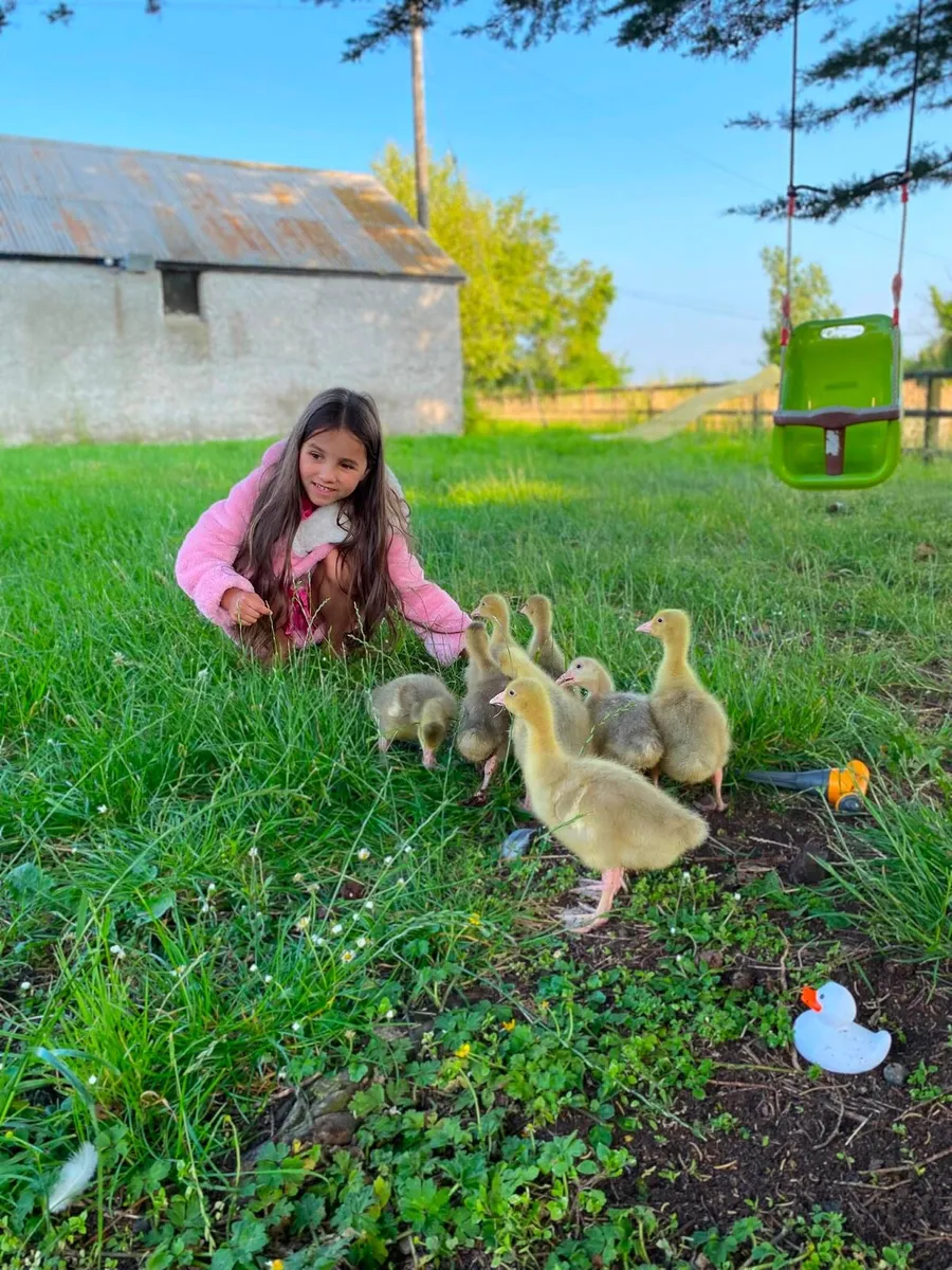 Embden (Emden) Geese Goslings - Home Reared - Image 2