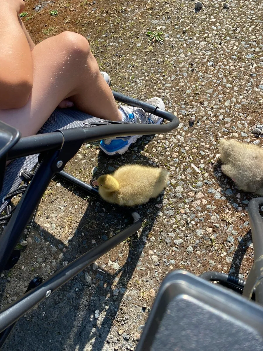 Embden (Emden) Geese Goslings - Home Reared - Image 3