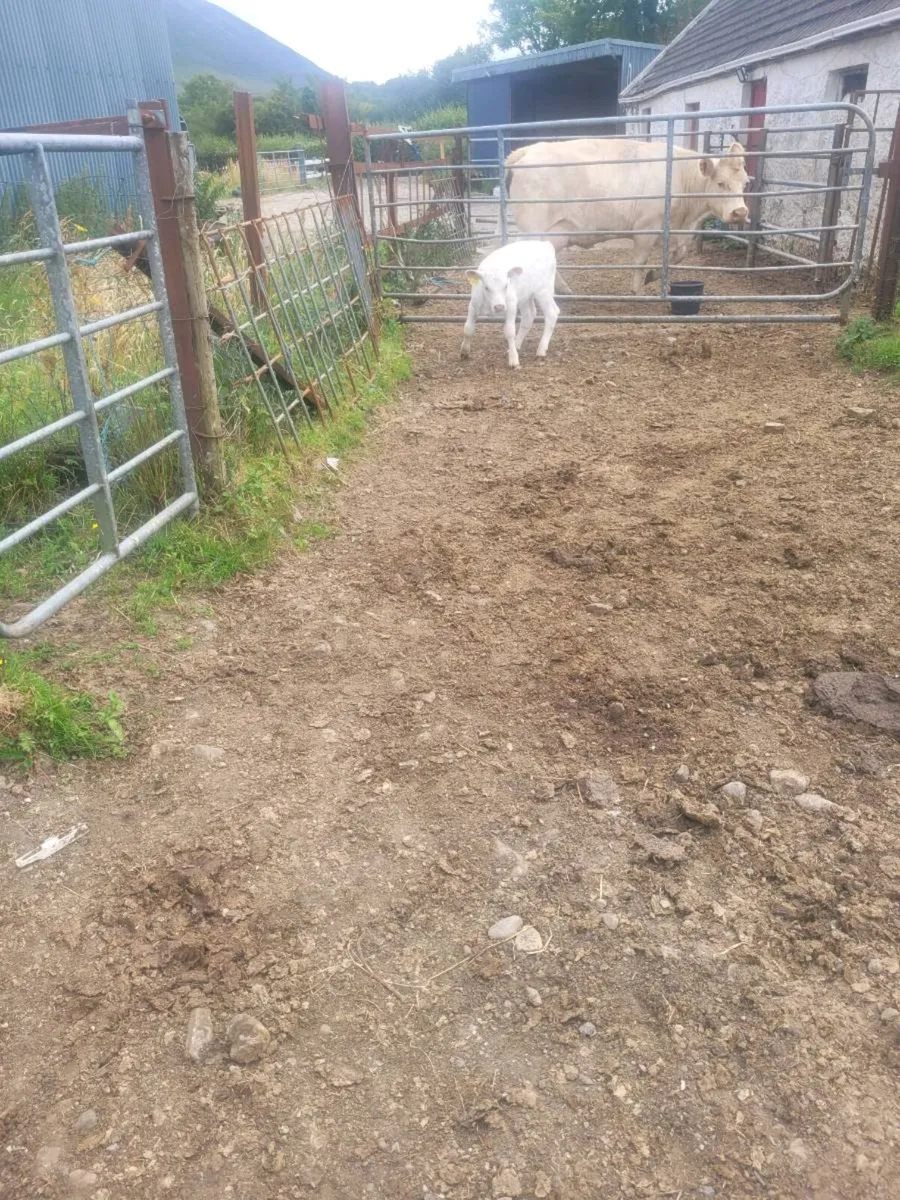 Organic Calf - Image 1