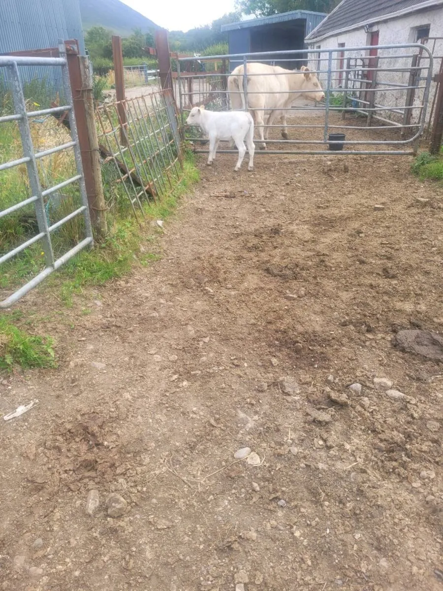 Organic Calf - Image 2
