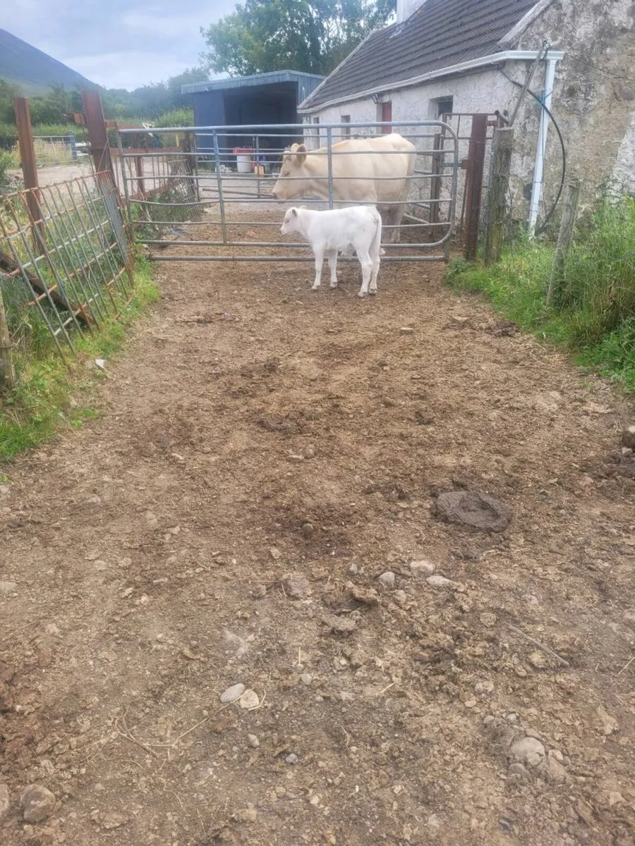 Organic Calf - Image 3
