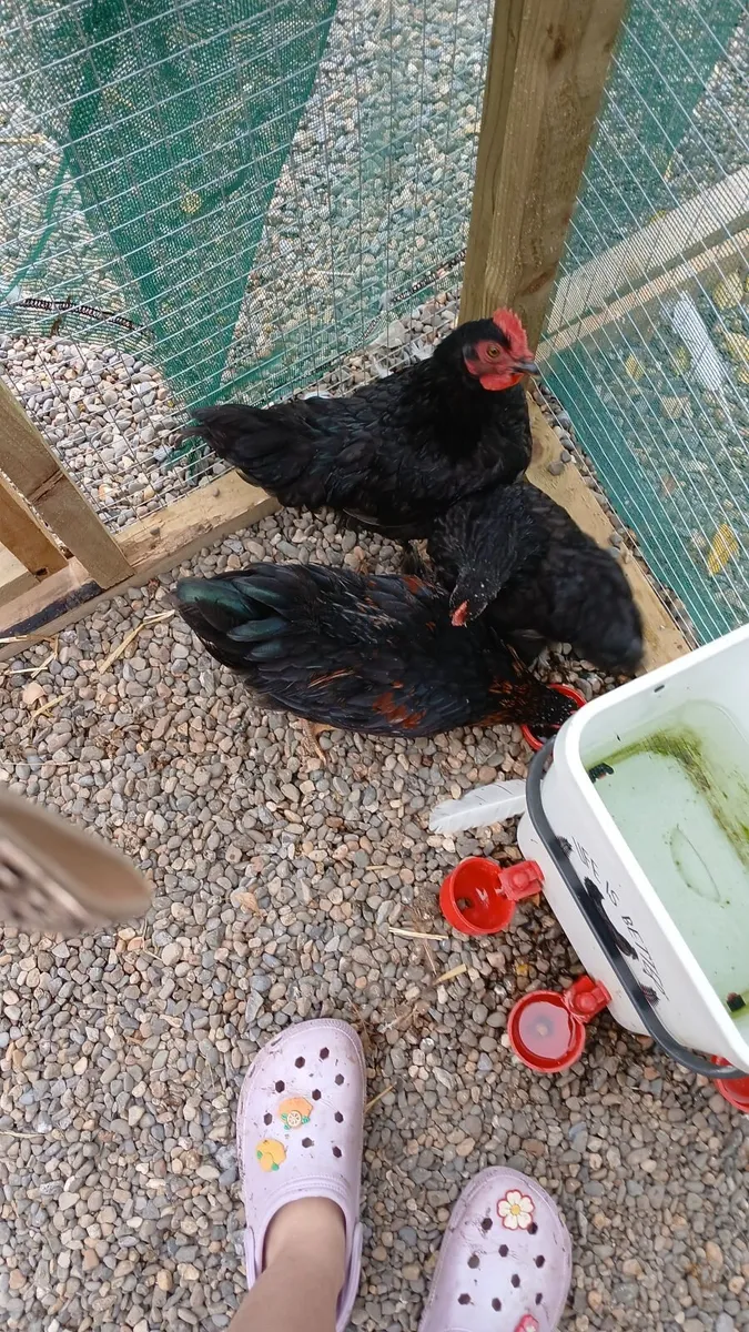 Call ducks, bantom chicks and roosters for sale - Image 1