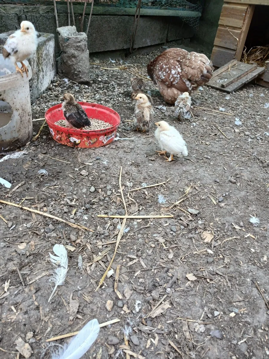 Call ducks, bantom chicks and roosters for sale - Image 2