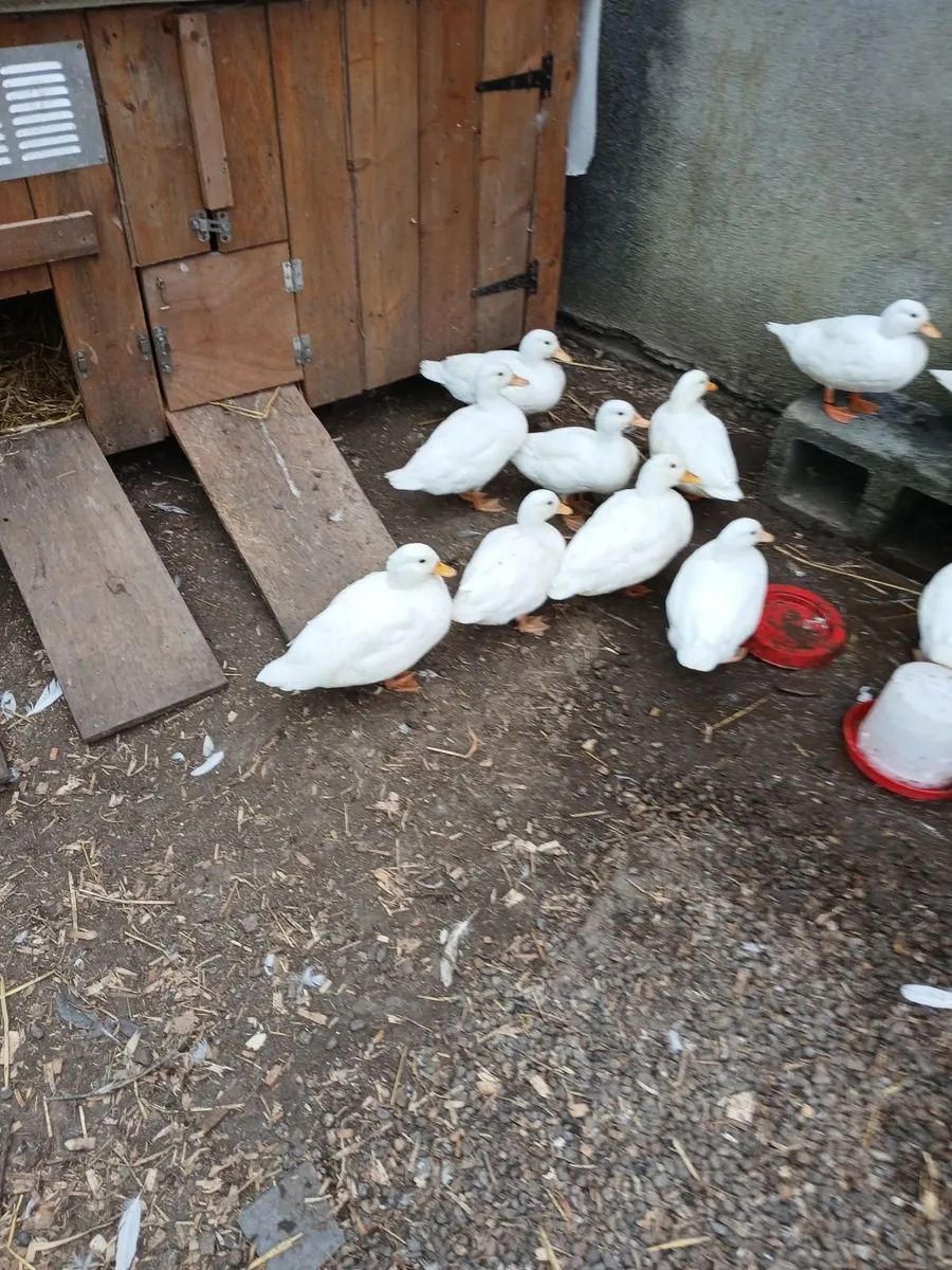 Call ducks, bantom chicks and roosters for sale - Image 3