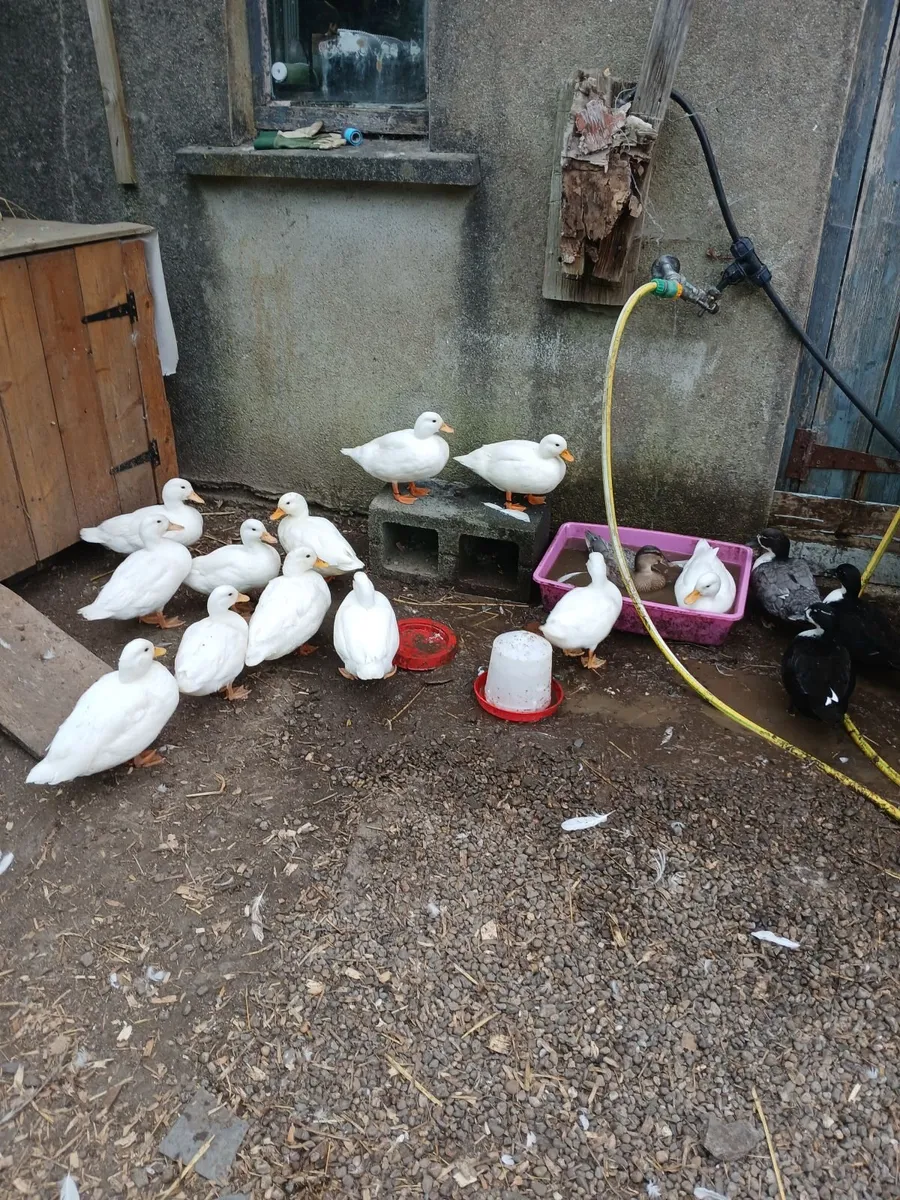 Call ducks, bantom chicks and roosters for sale - Image 4