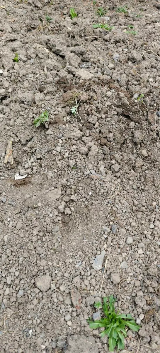 Free Topsoil & Clean Garden Soil in Kinnegad - Image 1
