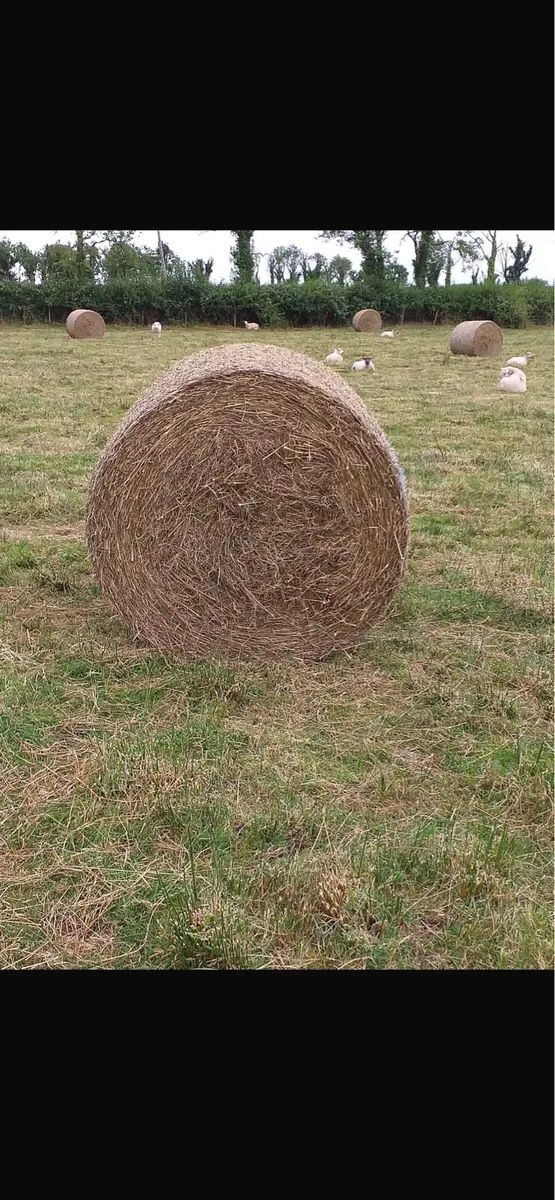 Straw and Rushes - Image 2