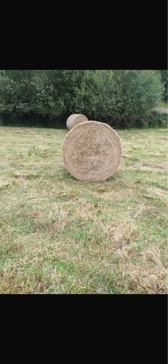 Straw and Rushes - Image 1
