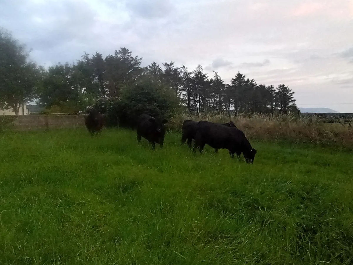 Pedigree registered Angus incalf  heifers - Image 2