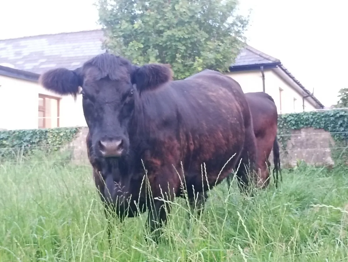 Pedigree registered Angus incalf  heifers - Image 4