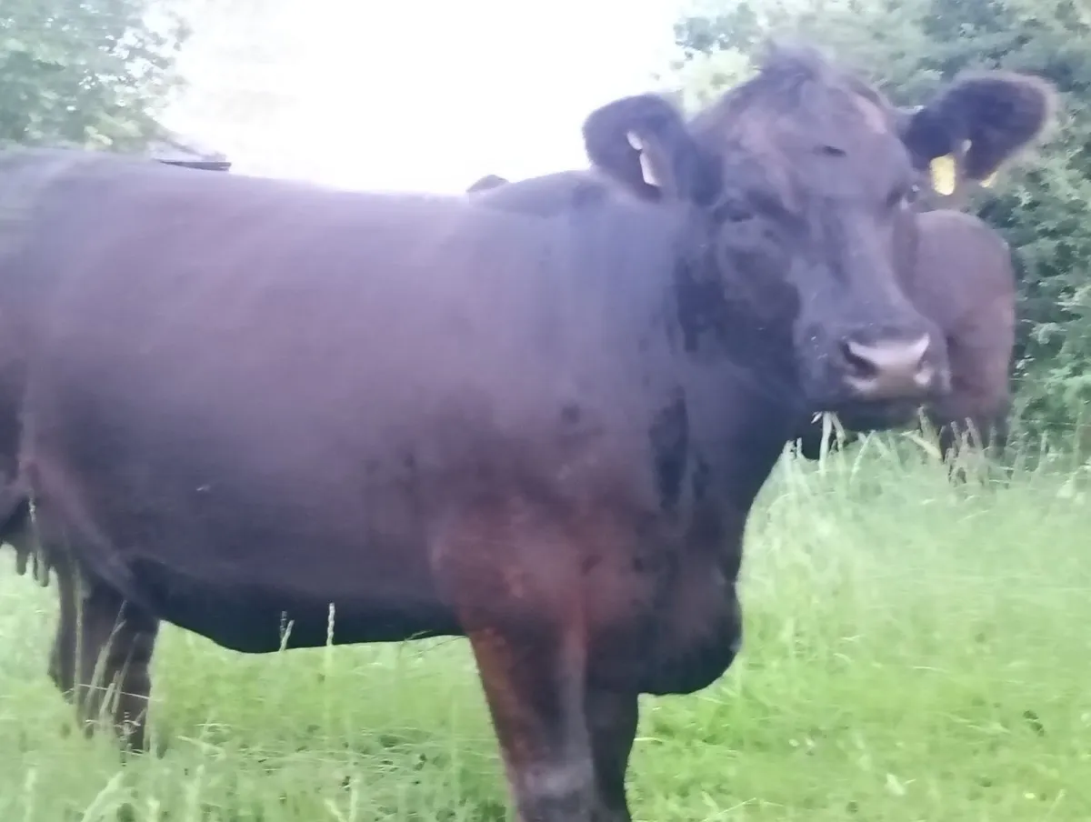 Pedigree registered Angus incalf  heifers - Image 3
