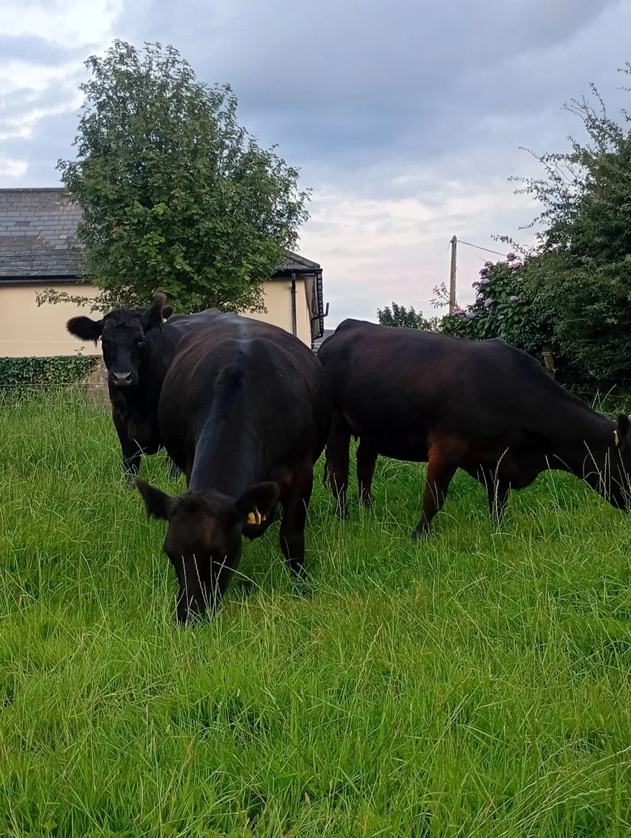 Pedigree registered Angus incalf  heifers - Image 1