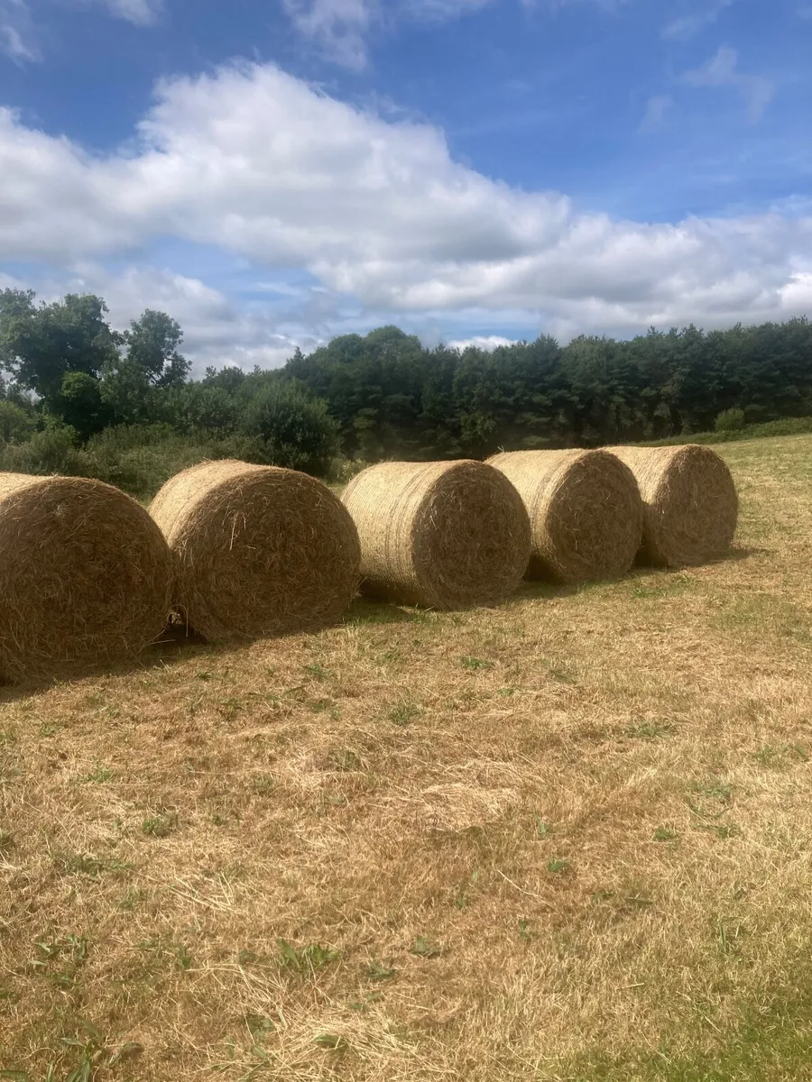 Hay