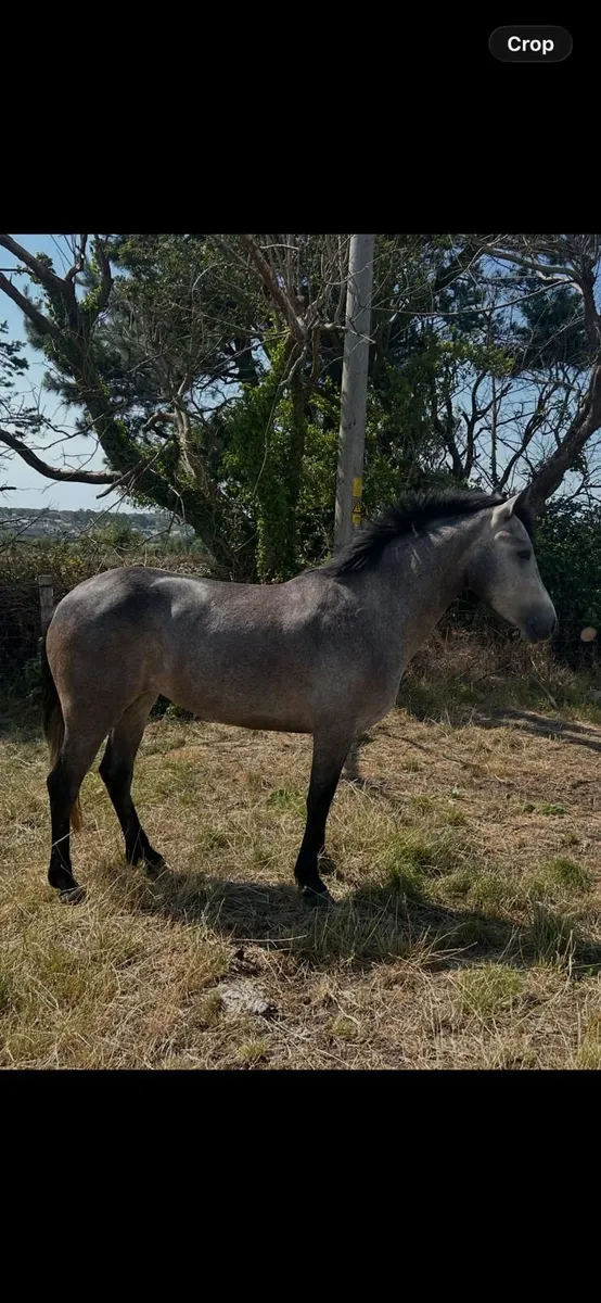Pumpkins Pondi Pony - Image 1