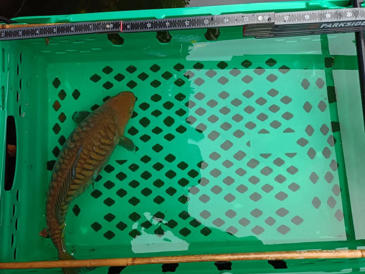 Pond Fish Koi & Gold fish - Image 3