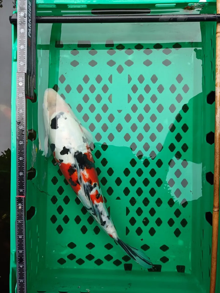 Pond Fish Koi & Gold fish - Image 2