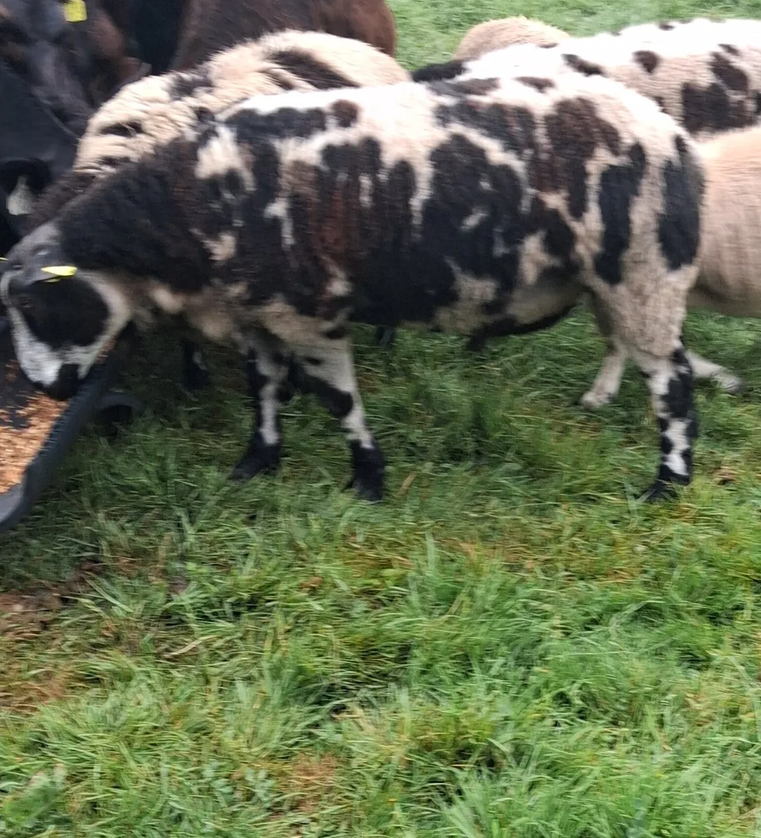 ⭐️⭐️⭐️⭐️⭐️Hogget Ram SIS approved - Image 3