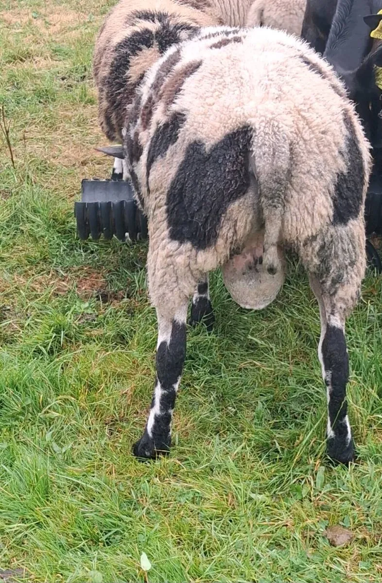 ⭐️⭐️⭐️⭐️⭐️Hogget Ram SIS approved - Image 1