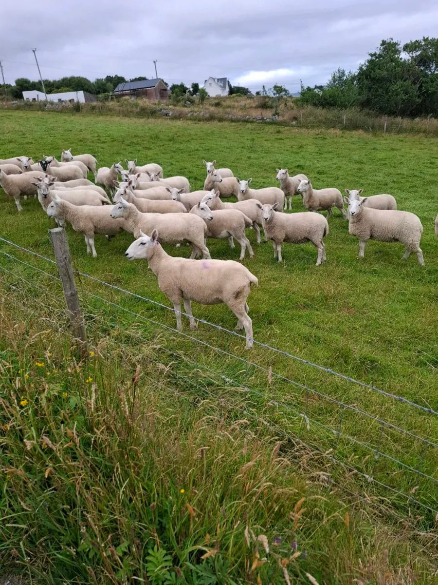 Sheep - Image 1