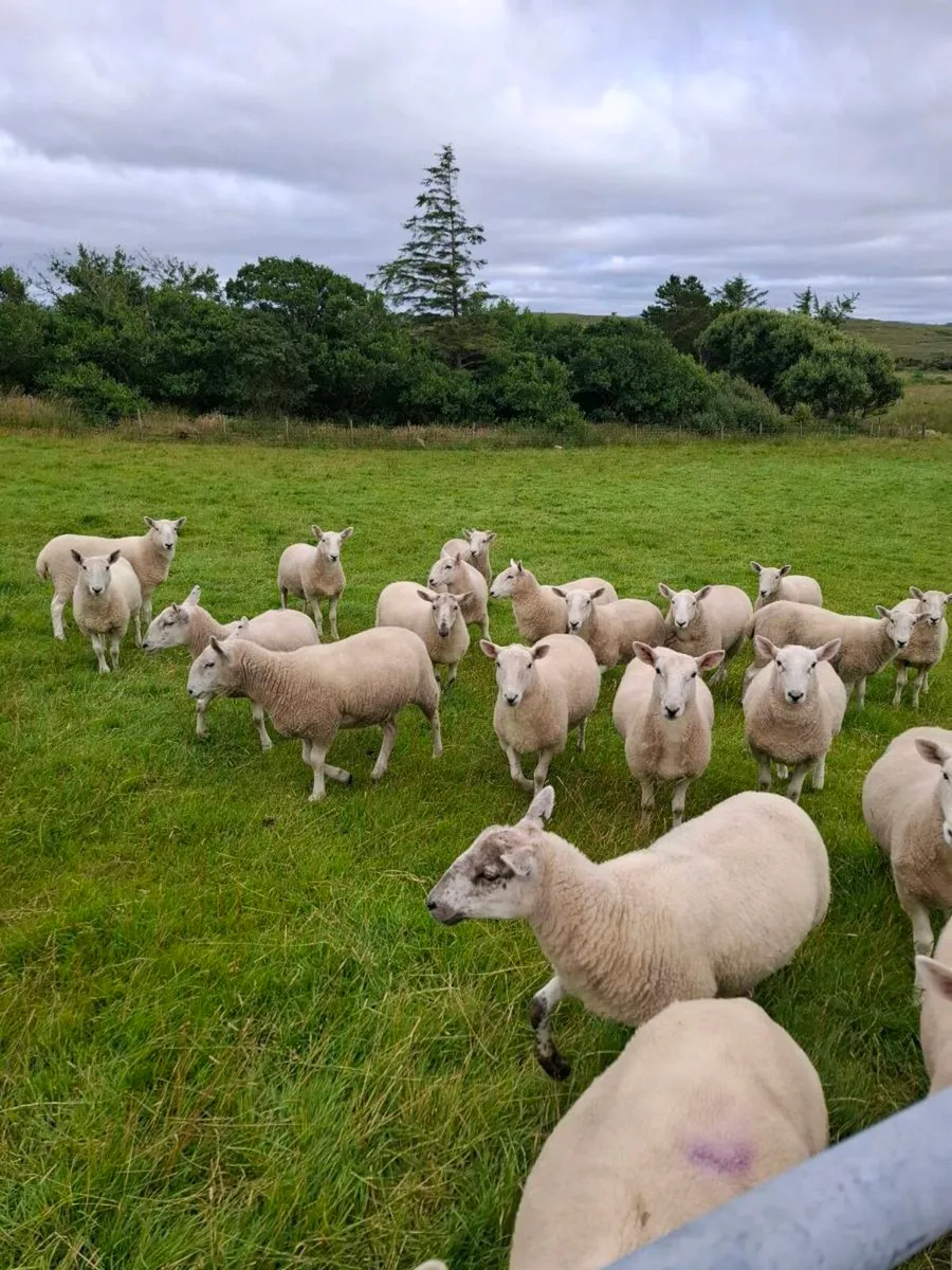 Sheep - Image 2