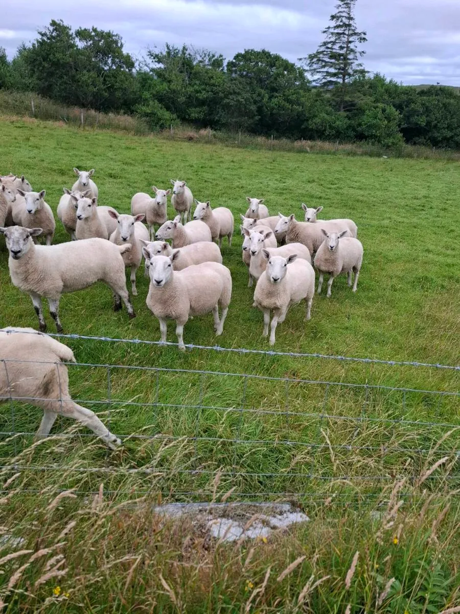Sheep - Image 3