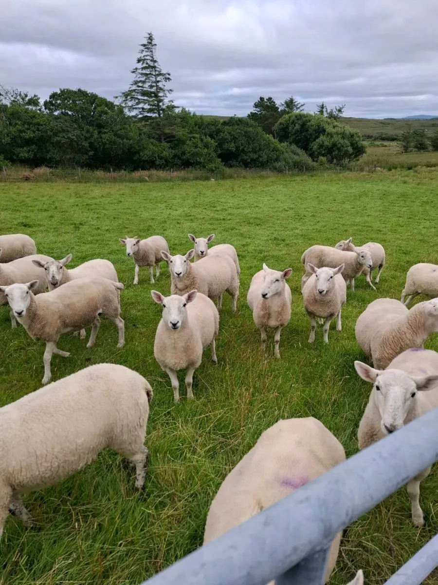 Sheep - Image 4