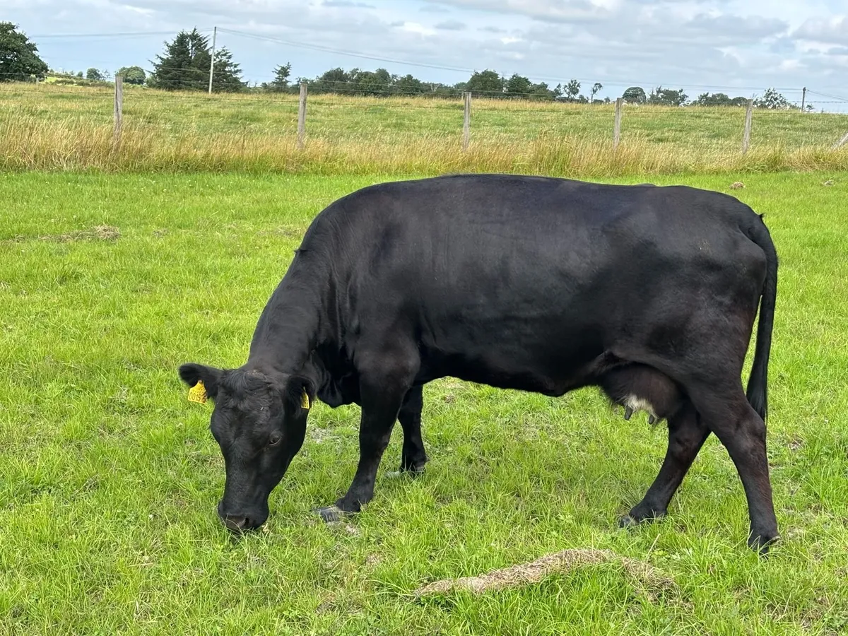 Dexter Cattle - Image 2