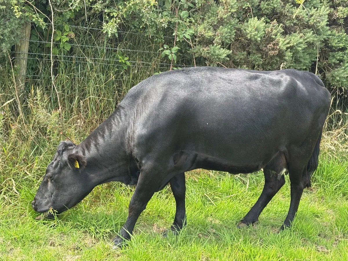Dexter Cattle - Image 3