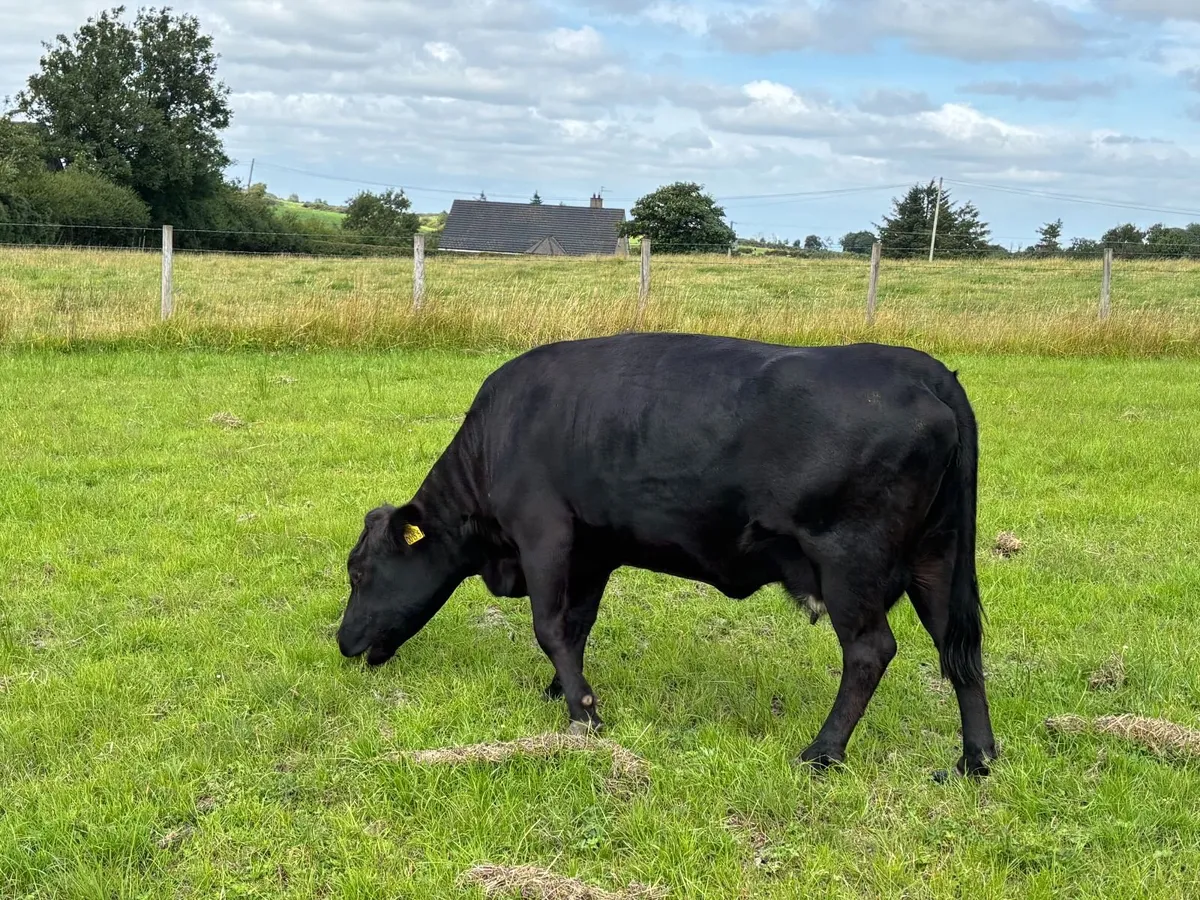 Dexter Cattle - Image 4