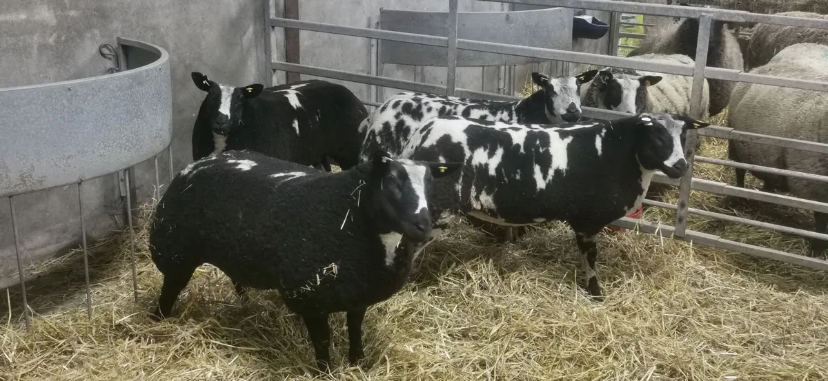 Pure dutch spotted and 3/4 bred spottie ewe lambs - Image 2