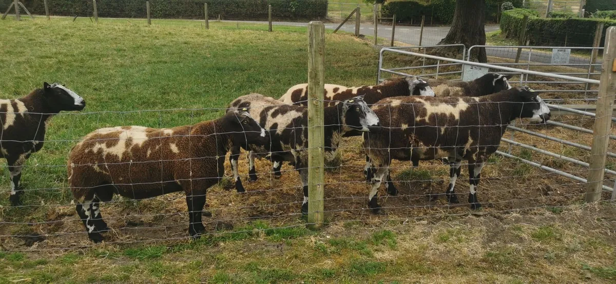 Pure dutch spotted and 3/4 bred spottie ewe lambs - Image 3