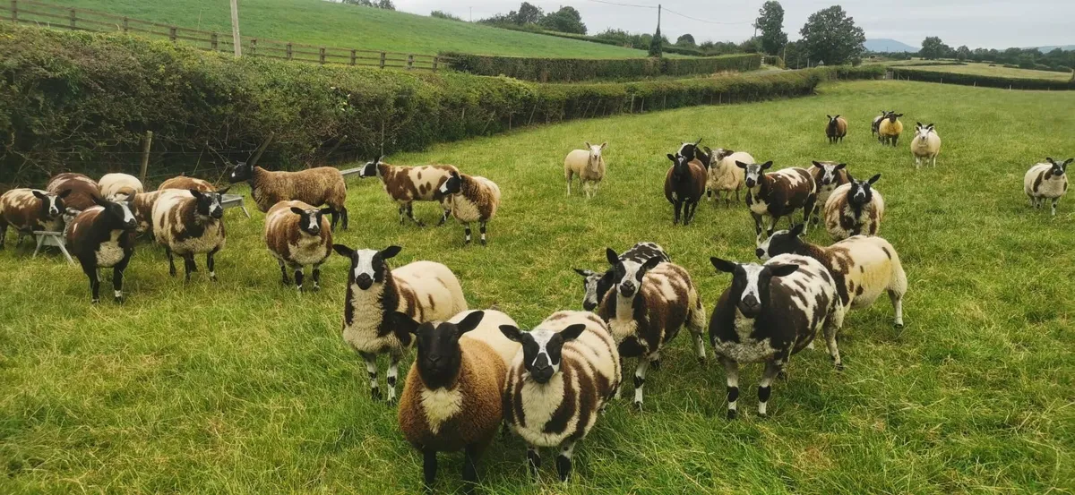 Pure dutch spotted and 3/4 bred spottie ewe lambs - Image 4
