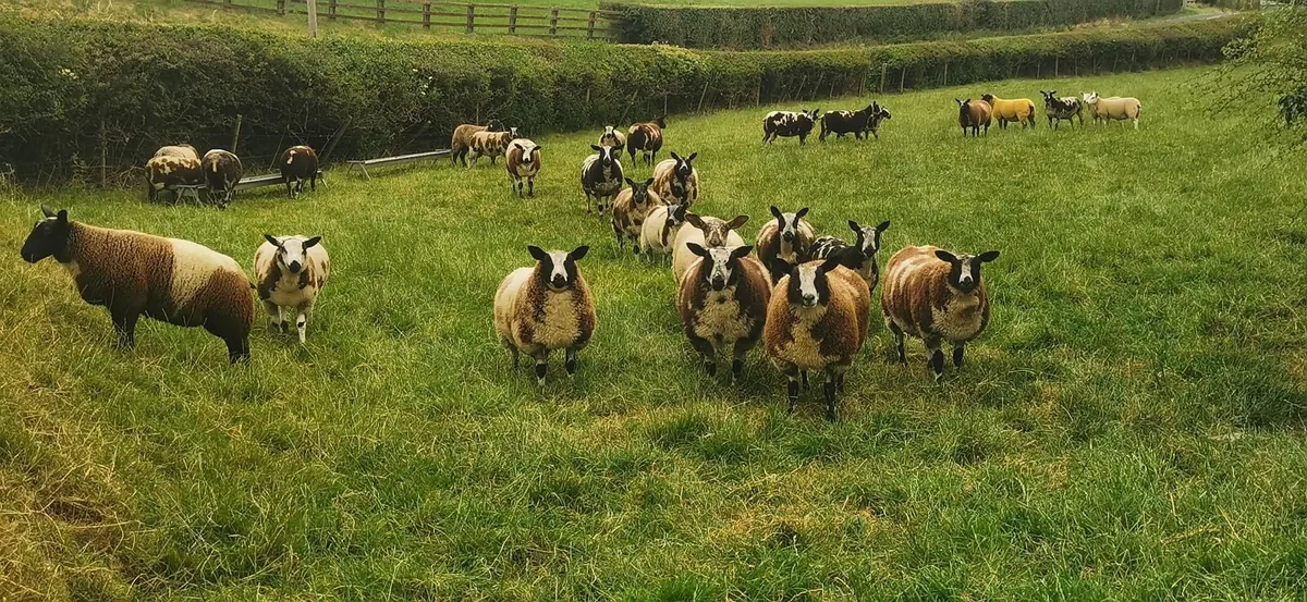 Pure dutch spotted and 3/4 bred spottie ewe lambs - Image 1