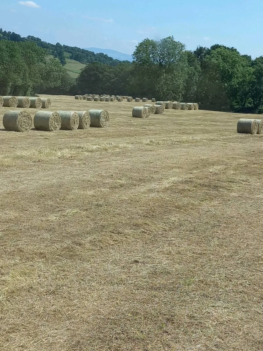 4x4 bales of silage and hay - Image 2