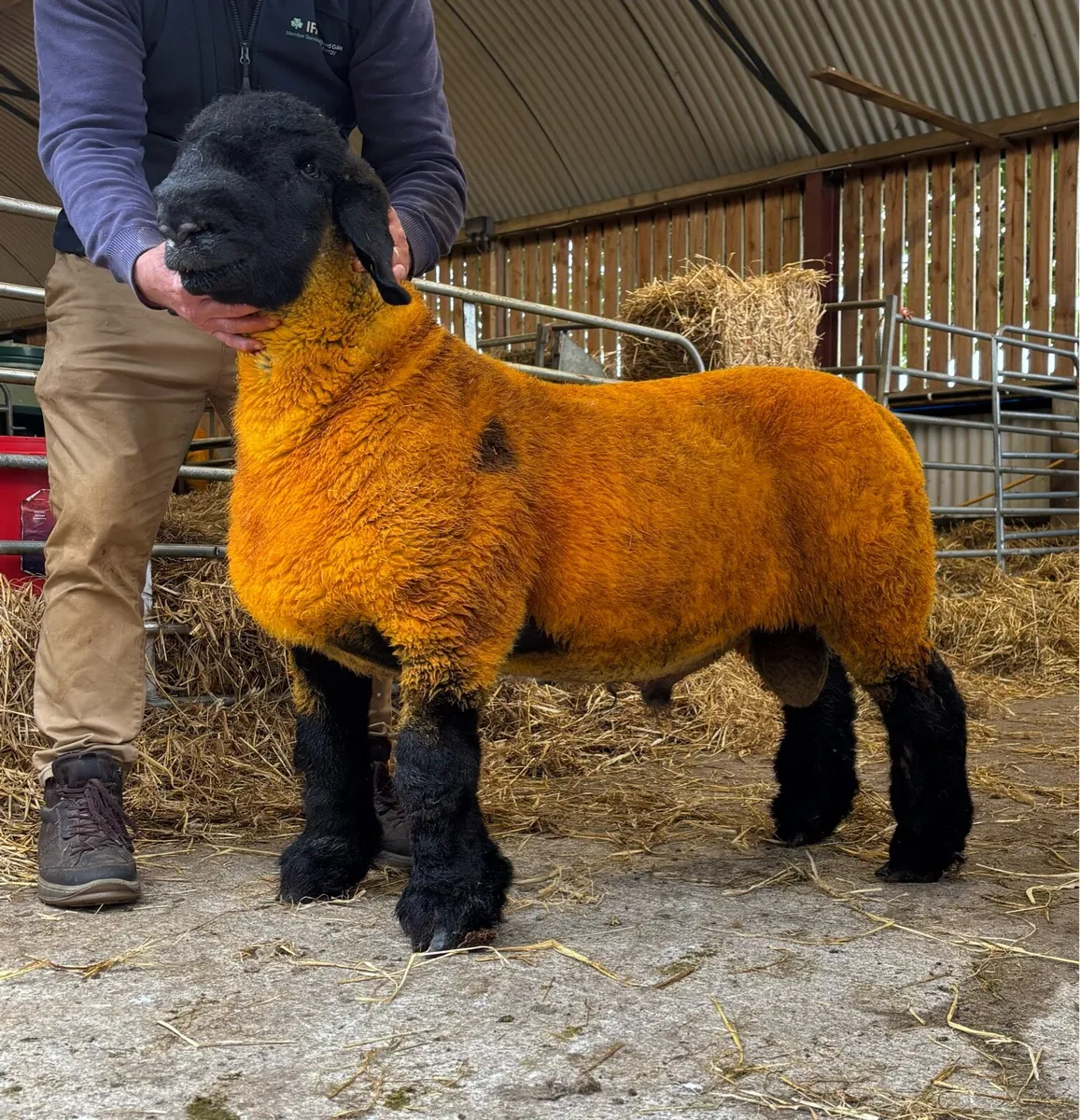SIS Approved Pedigree Suffolk Ram Lambs - Image 1