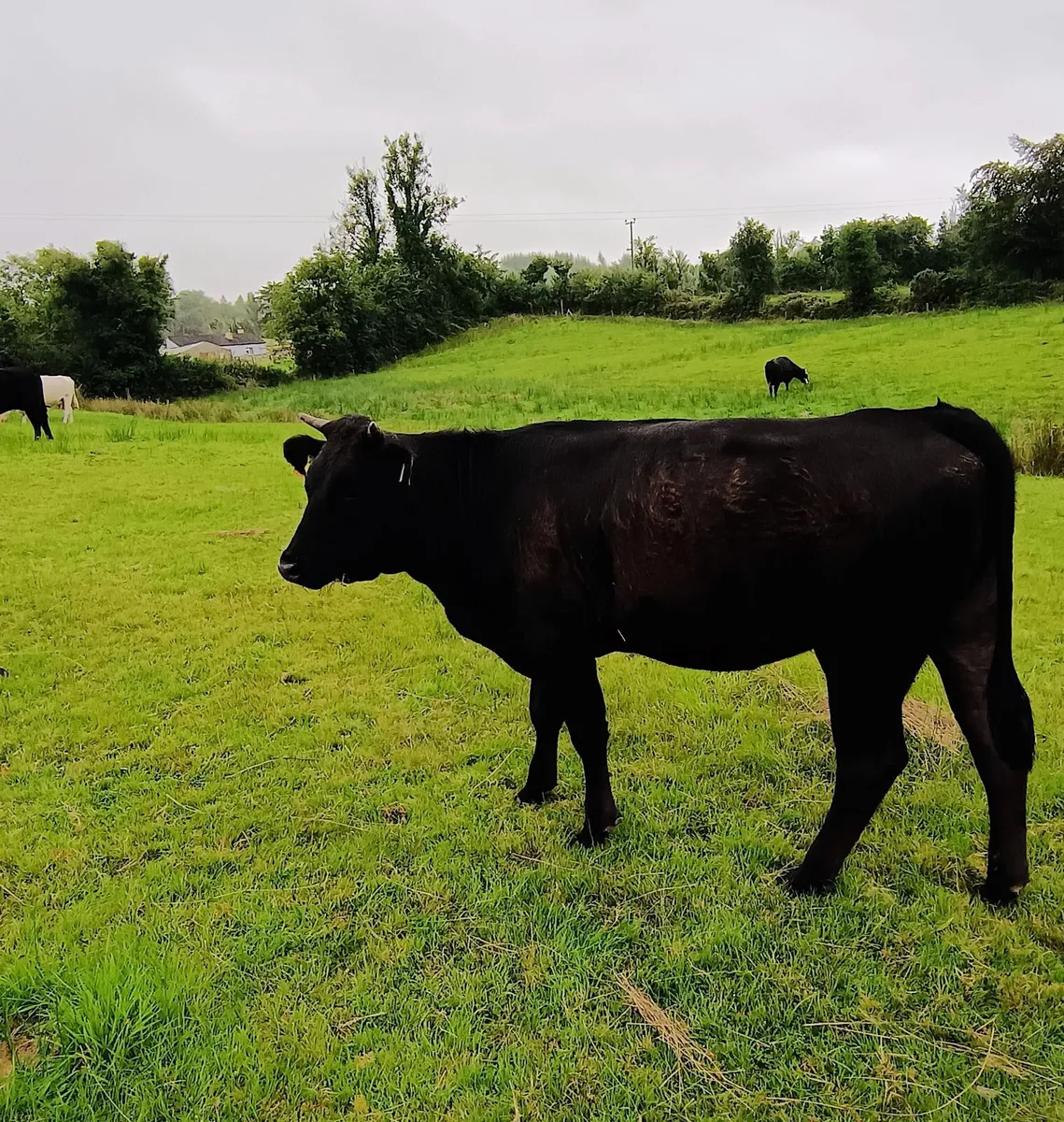 Breeding Heifer - Image 1