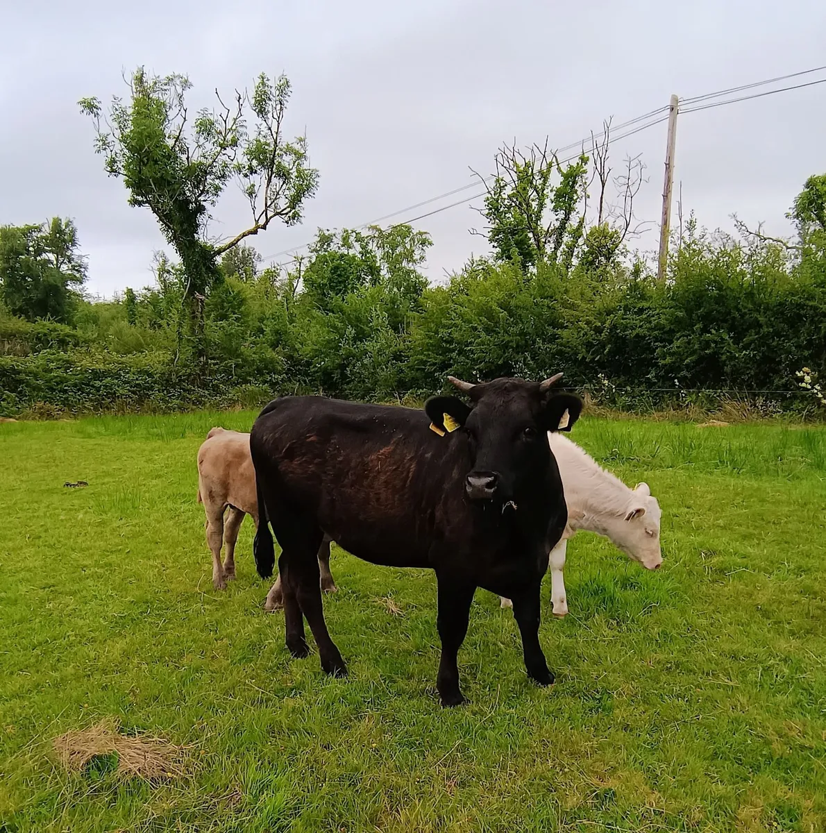 Breeding Heifer - Image 4
