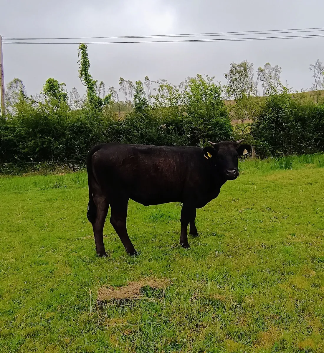 Breeding Heifer - Image 2