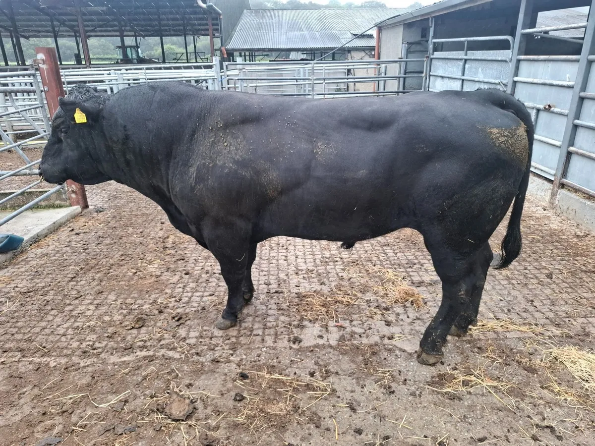 Aberdeen angus pedigree bull frtility tested - Image 1