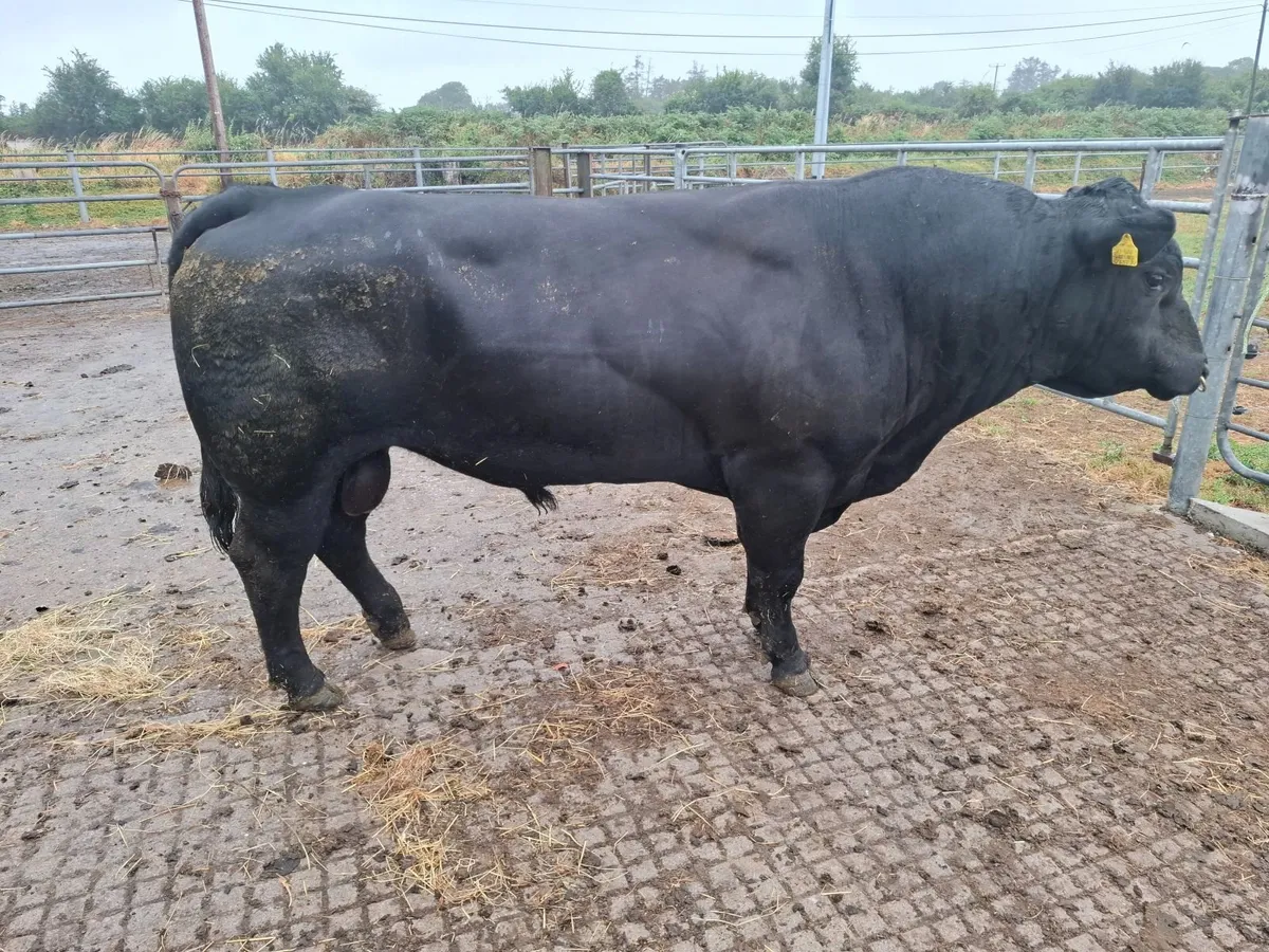 Aberdeen angus pedigree bull frtility tested - Image 2