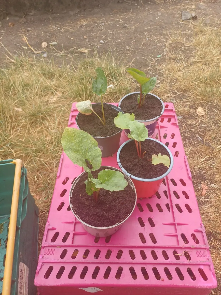 Rhubarb Plants - Image 1