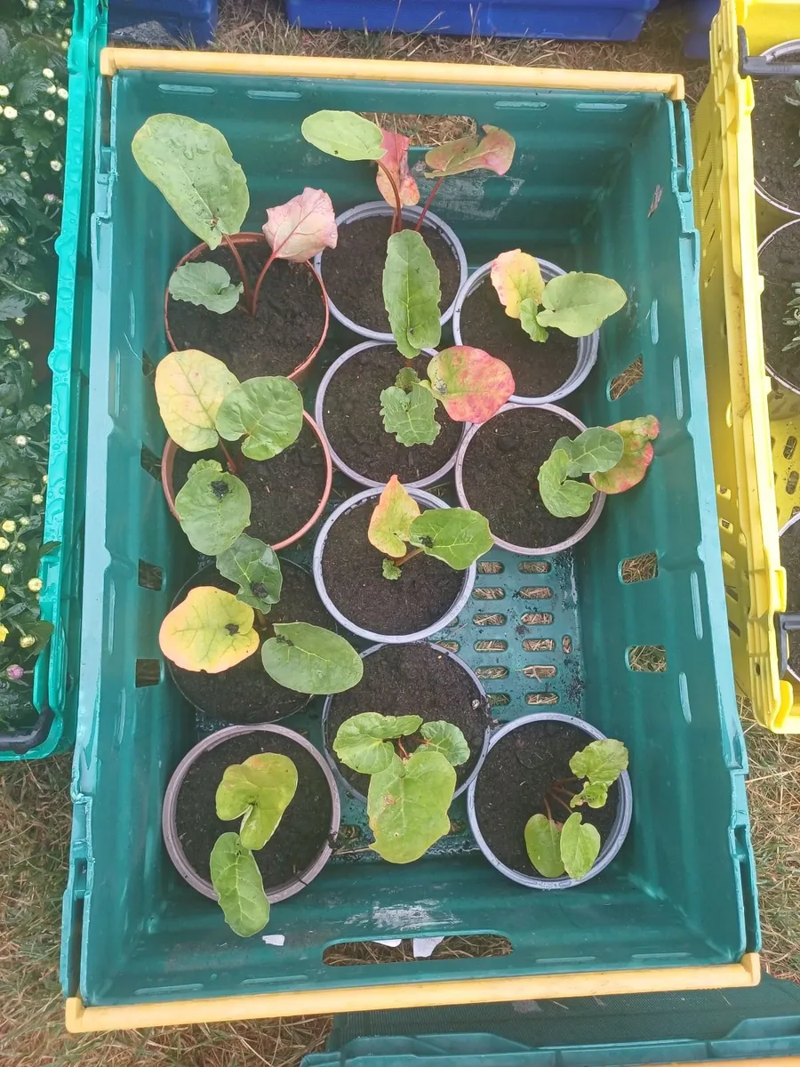 Rhubarb Plants - Image 4