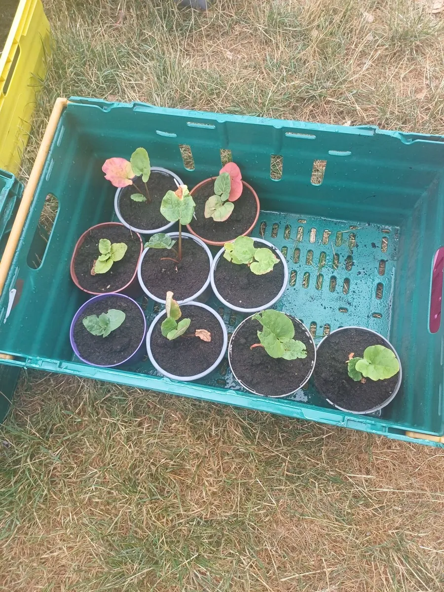 Rhubarb Plants - Image 2