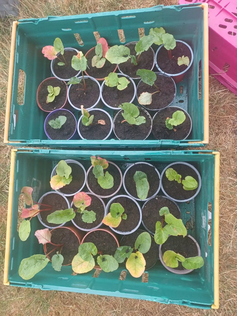 Rhubarb Plants - Image 3