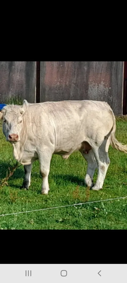 ✨️Charolais Cow heifer✨️