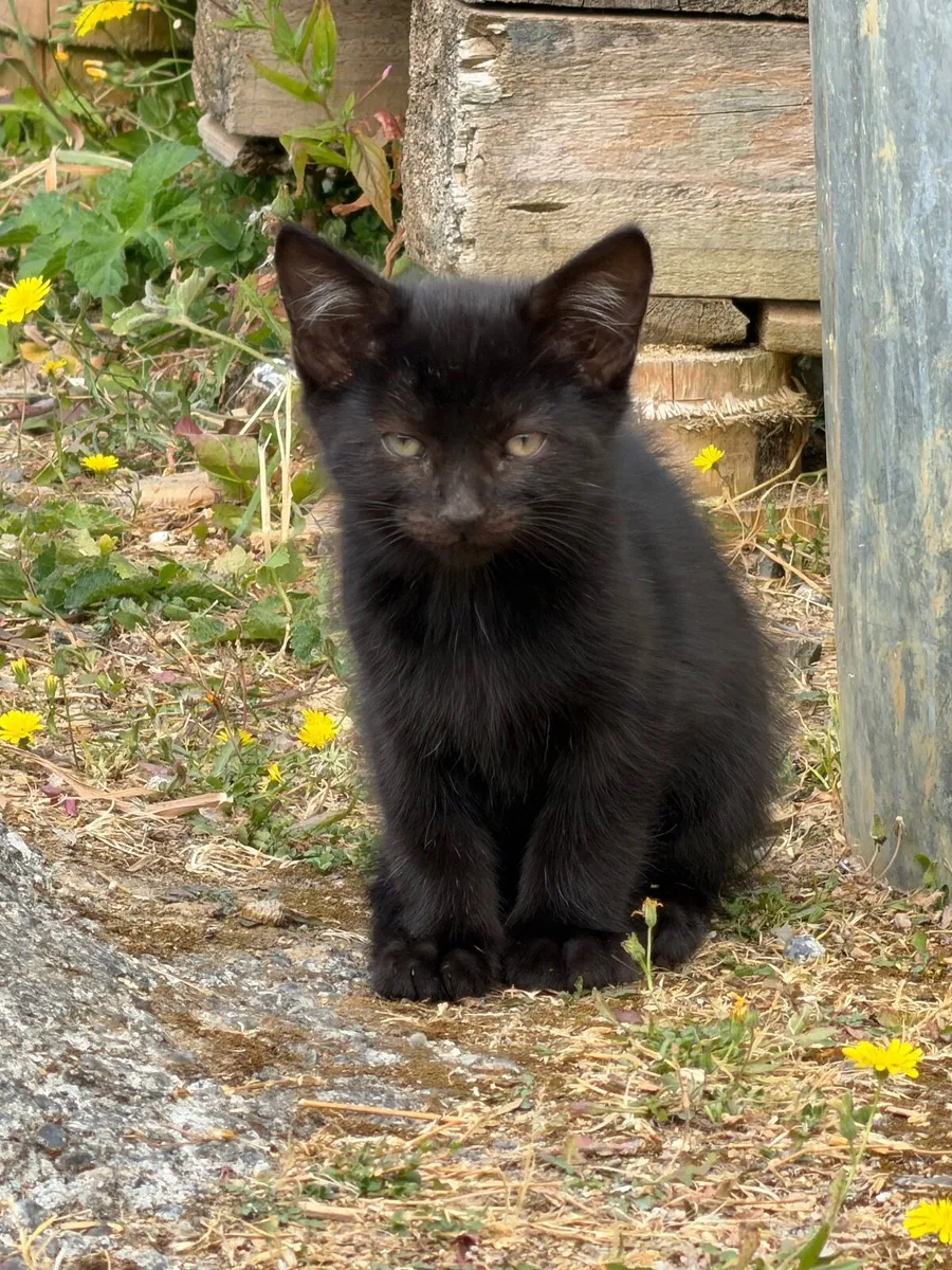 Cat - Image 4
