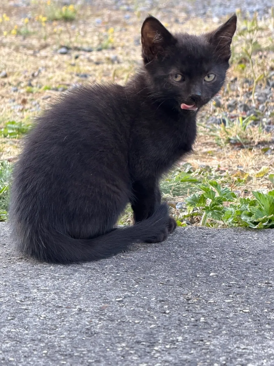 Cat - Image 4