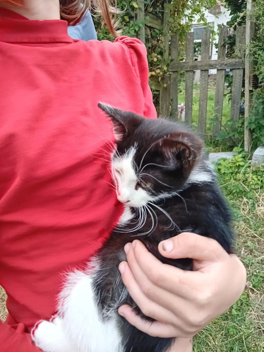 Kitten - Image 4