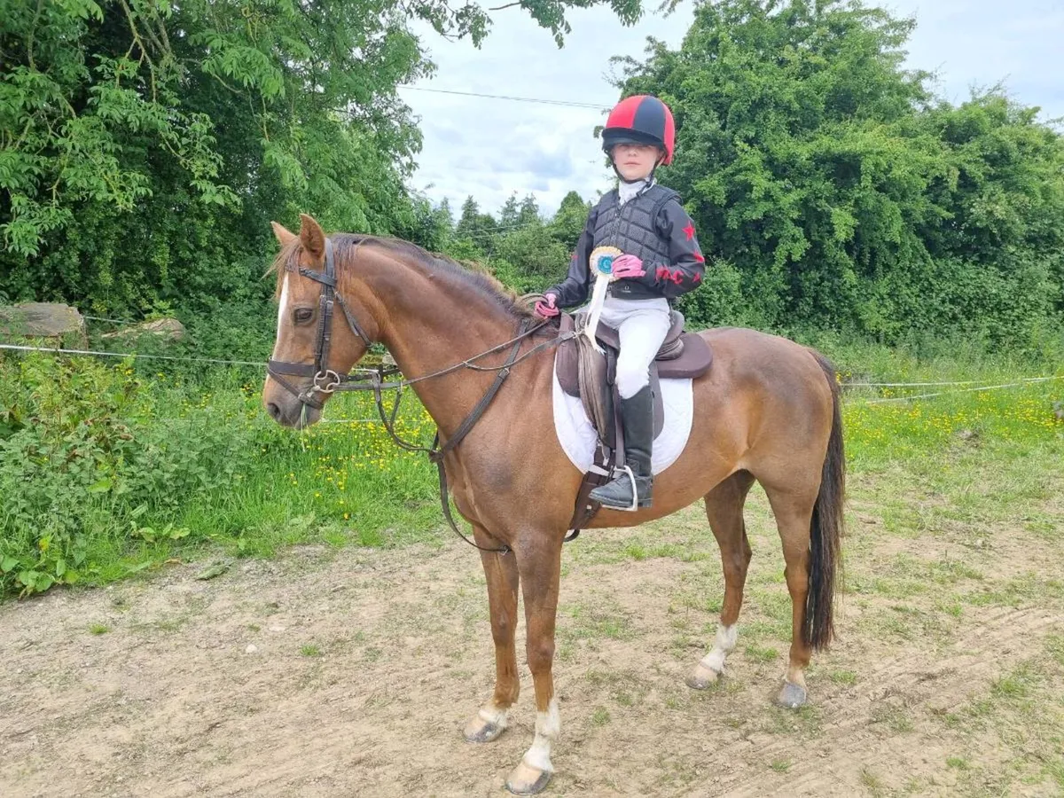 Pony 133 - Image 4