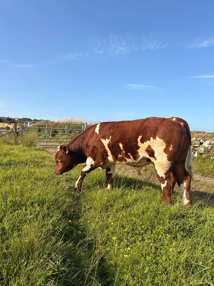 Top Quality AI bred BB Bull Weanling - Image 1